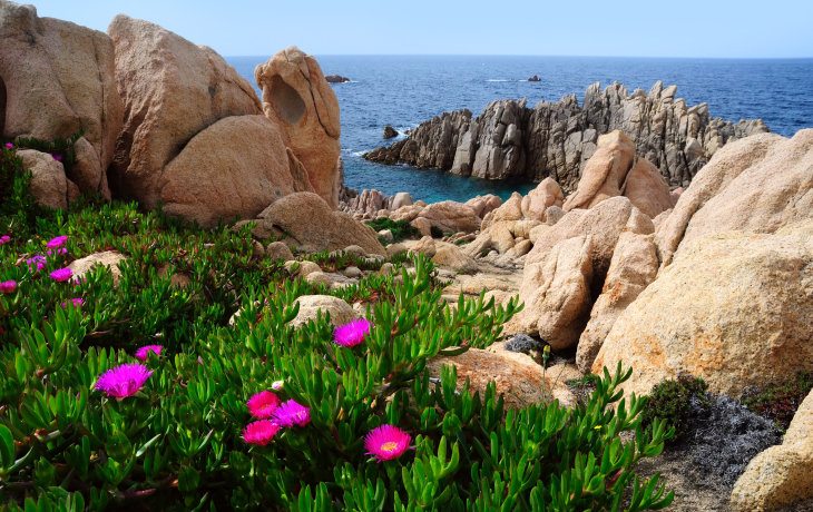 Graue Granitfelsen am Meer, im Vordergrund Blumen