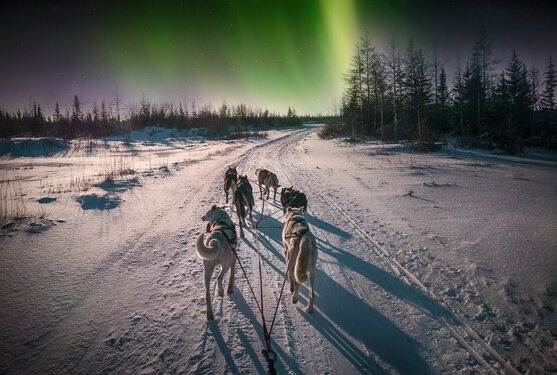 A team of six husky sled dogs running on a snowy wilderness road