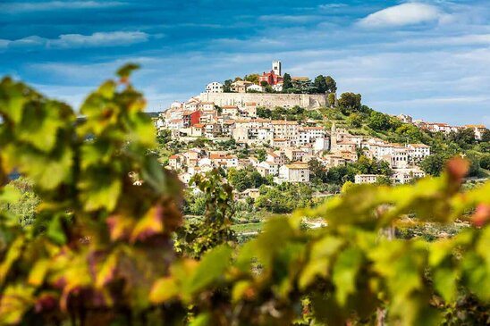 Blick durch die Weinberge auf die Stadt Motovun mit weissen Häusern auf einem Felsen aufgebaut