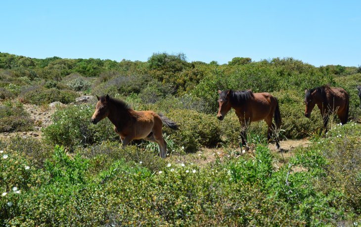 Pferde inmitten grüner Natur auf der Giara di Gesturi in Sardinien