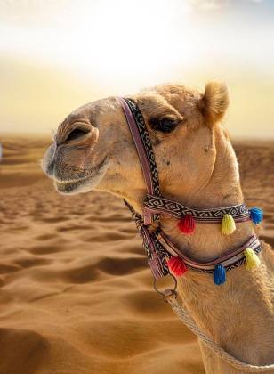 Ein Foto von einem Kamelkopf mit einem Halfter. Im Hintergrund ist eine Wüste.