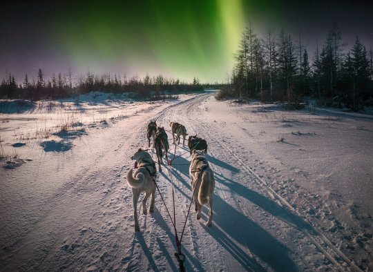 A team of six husky sled dogs running on a snowy wilderness road