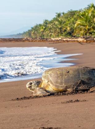 Eine Schildkröte liegt am Strand.