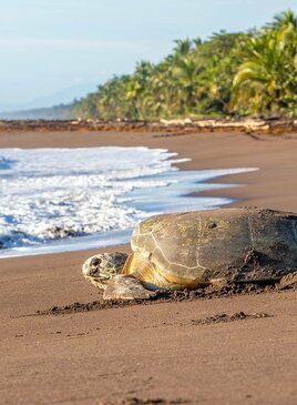 Eine Schildkröte liegt am Strand.
