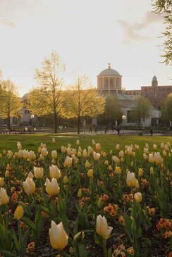 Viele gelbe Tulpen, hinter denen der Schlossgarten zu sehen ist. Im Hintergrund ist ein Gebäude mit einer Kupel.